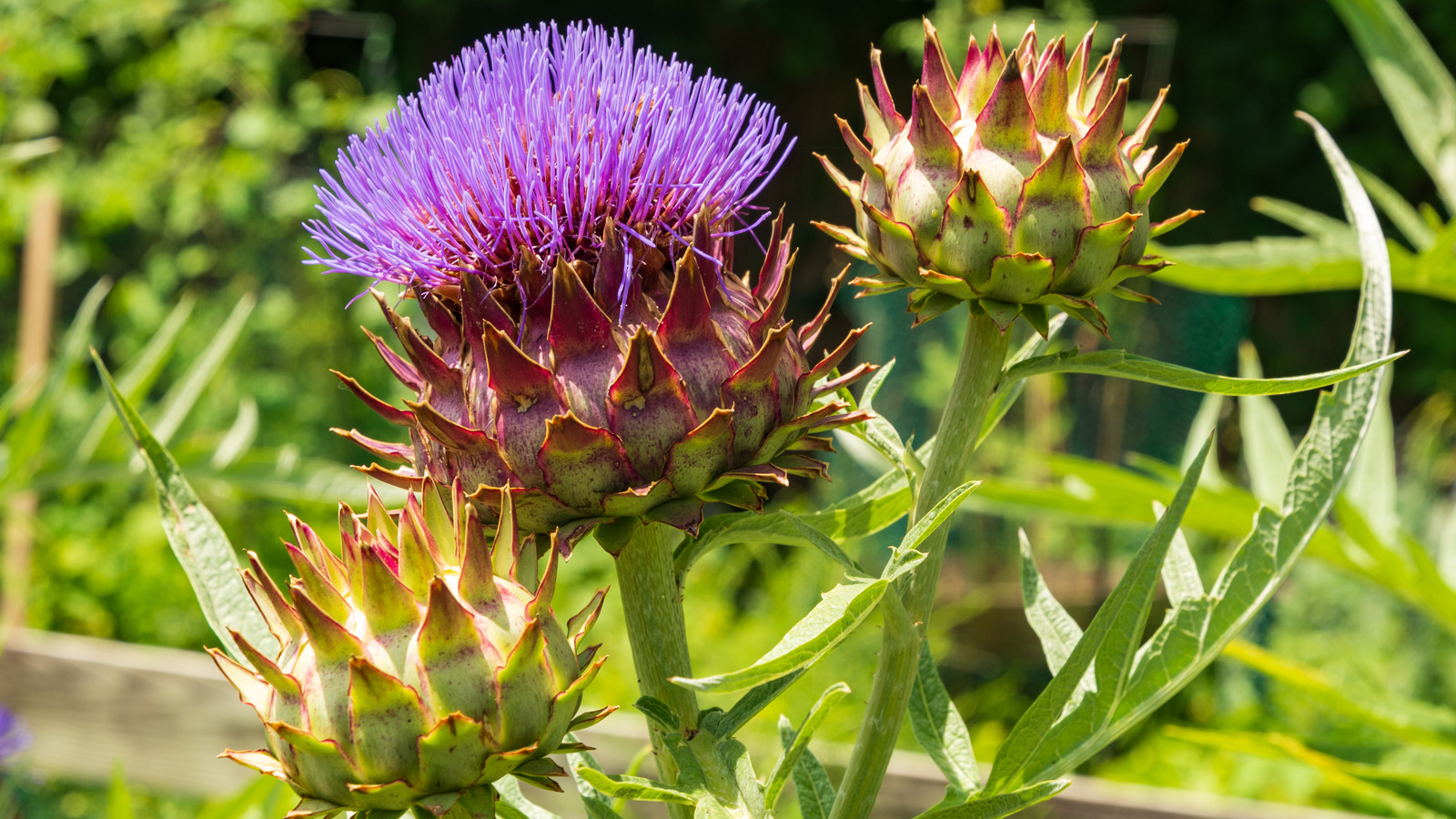 What Is A Cardoon And How Are They Different From Artichokes?