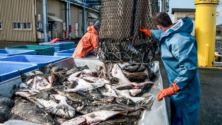 Halibut fishing in Alaska