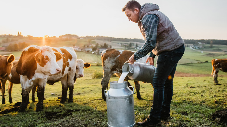 man pouring raw milk into a container