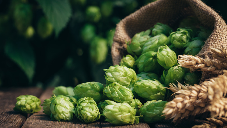 Hops tumbling out of a basket