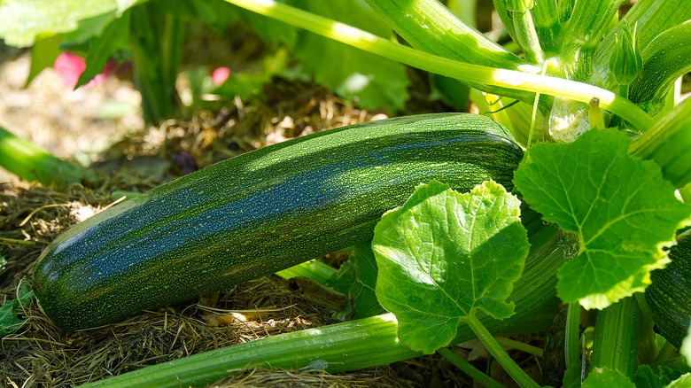 Marrow squash piled in garden
