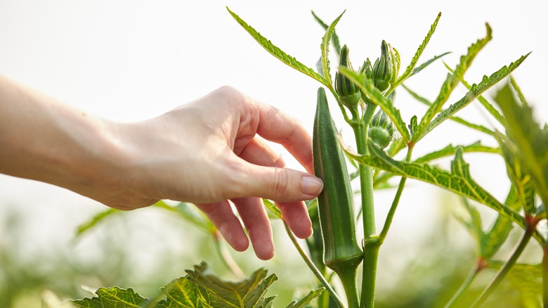 hand picking okra