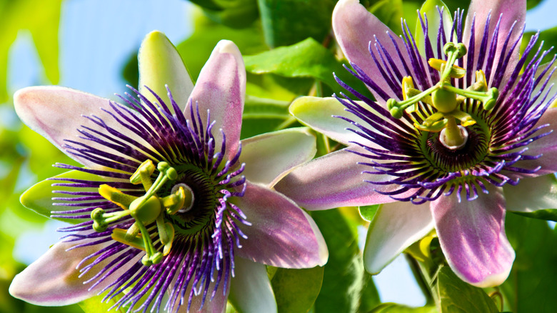 Purple and green passion flowers