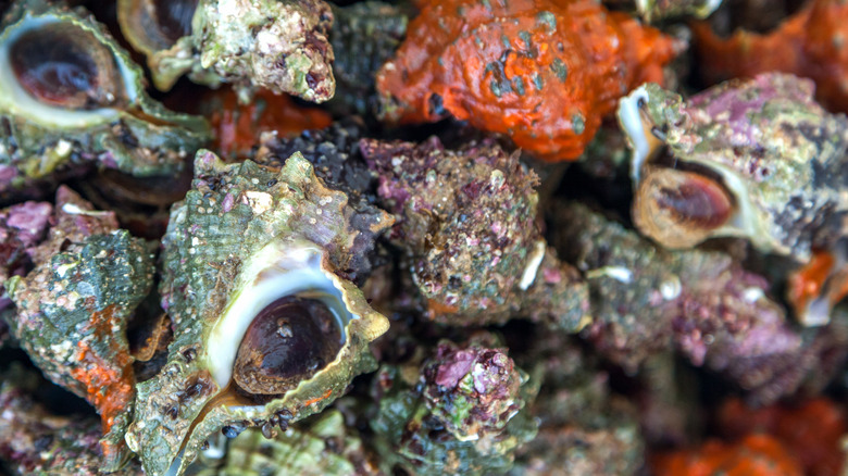 collection of whelk shells