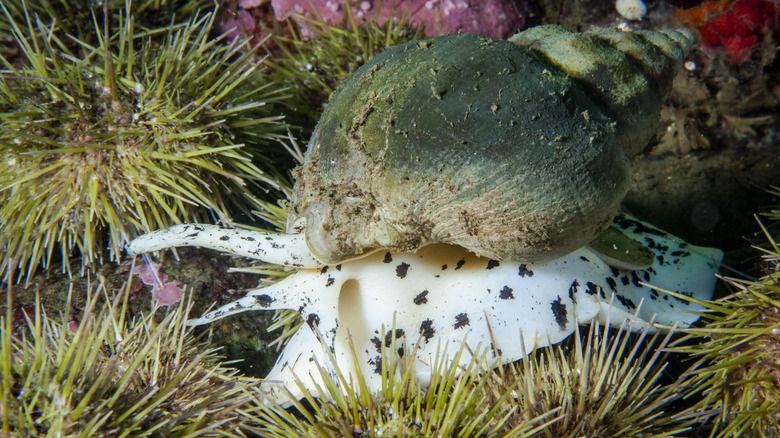 live whelk surrounded by sea urchins