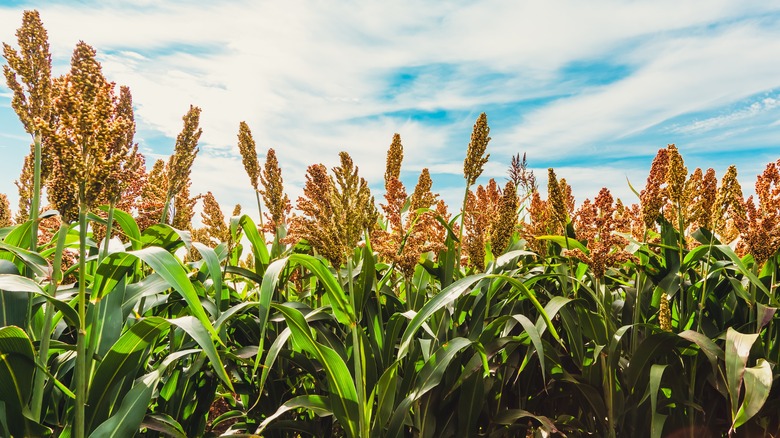 field of sorghum plants
