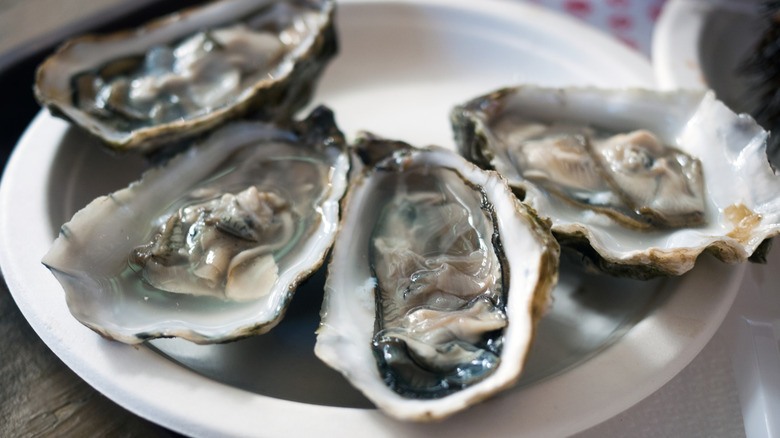 Close-up of fresh oysters on a plate