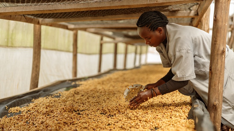 woman working with white coffee beans