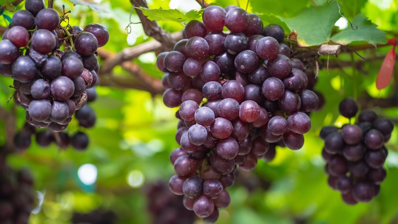 clusters of grapes on vine