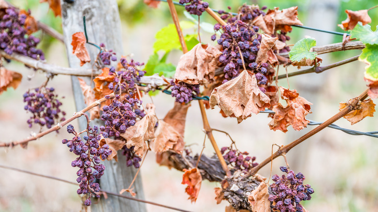Shriveled grapes on tree