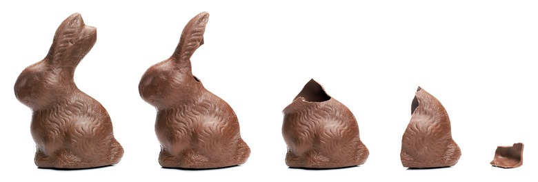 Chocolate Bunny