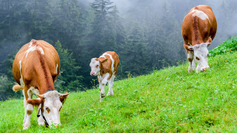 Small herd of cattle grazing on grass