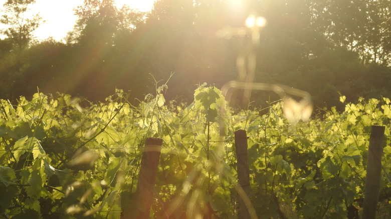 Vineyard in Cognac region of France