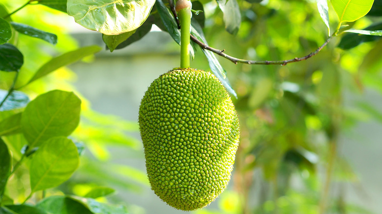 Young green jackfruit hanging on a tree
