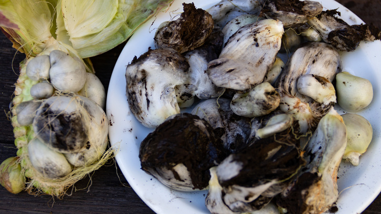 Harvested huitlacoche