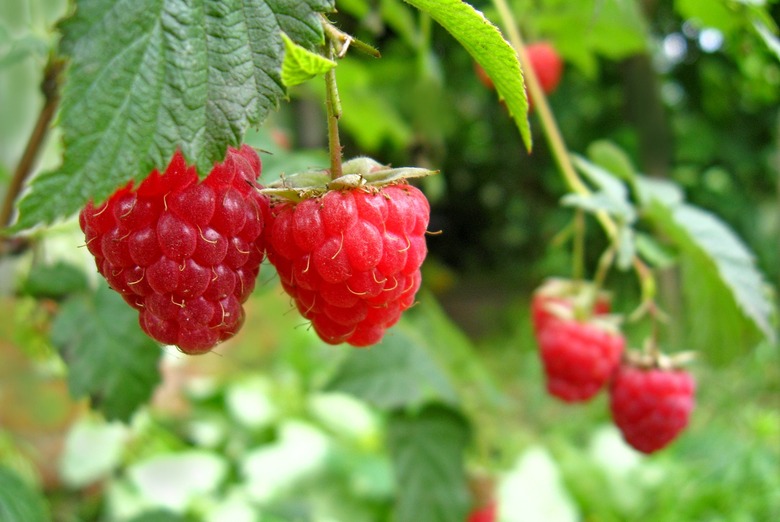 Raspberries