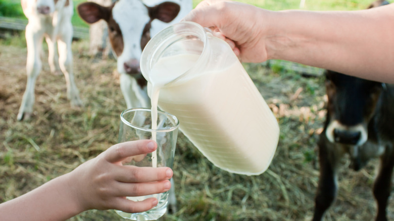 raw milk being served on dairy farm
