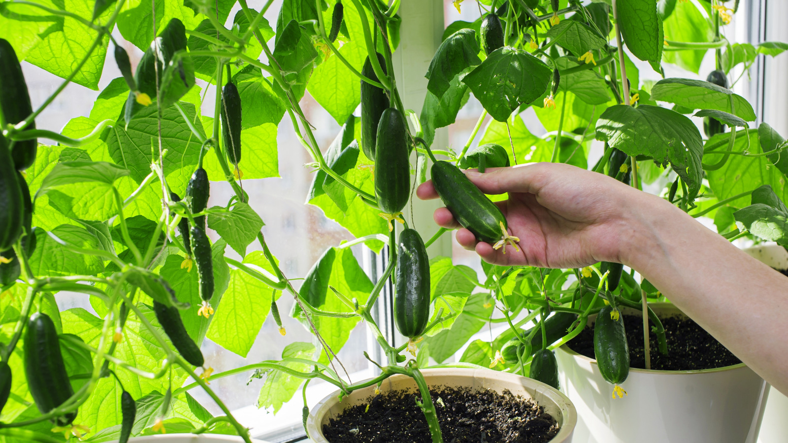 The Average Lifespan Of Cucumber Plants