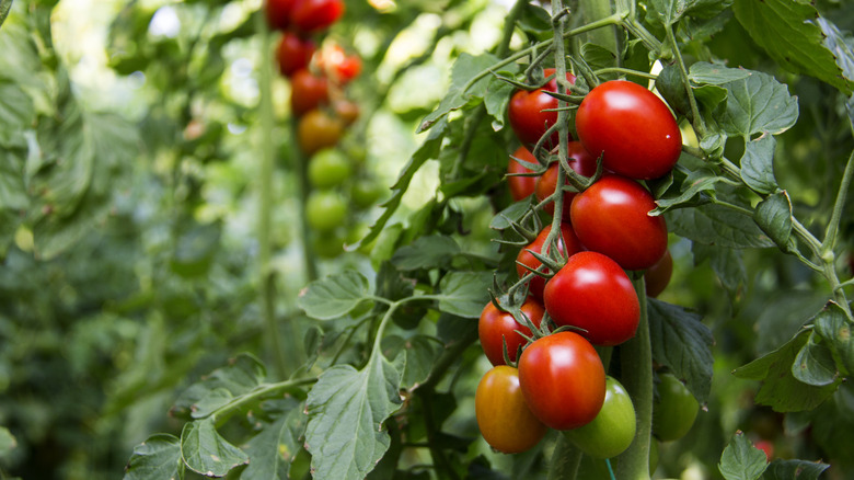 Tomatoes growing on a vine