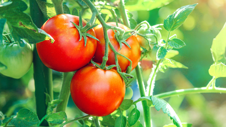 Three red tomatoes on a plant