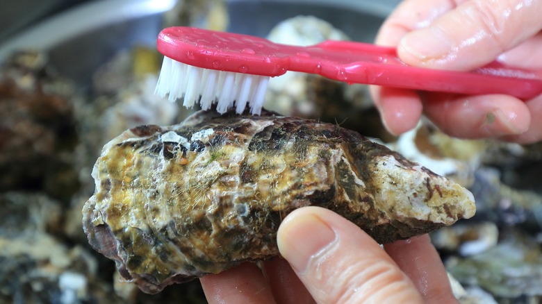 scrubbing oyster with toothbrush 