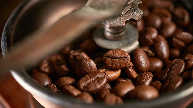 coffee beans in grinder hopper