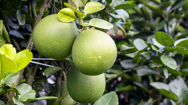 Pomelo hanging from a tree