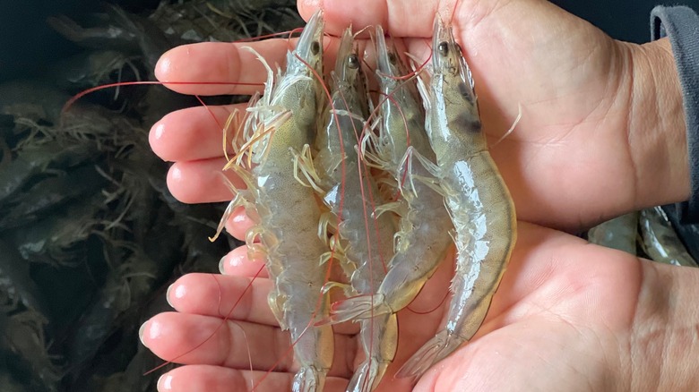 Prawns pulled out of water