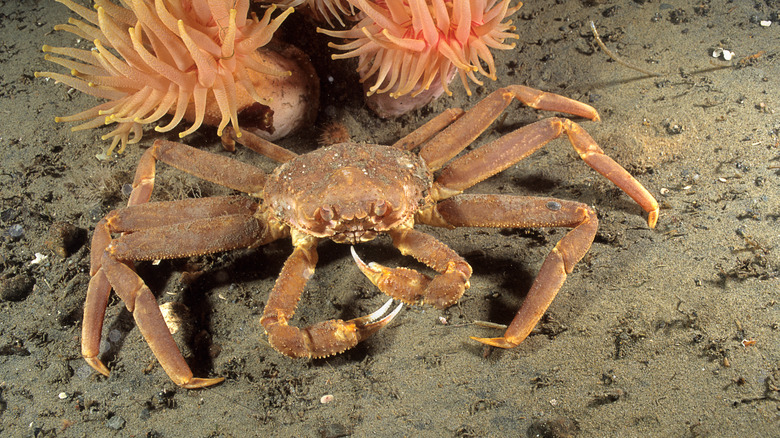 A live Snow Crab