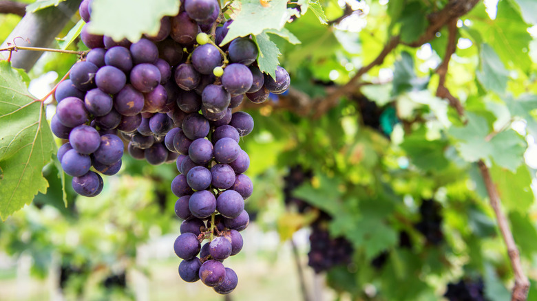 Purple grapes hanging on vine