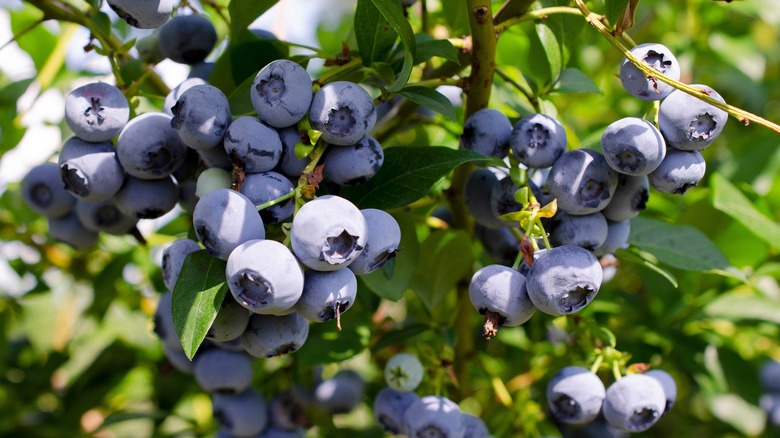 blueberries growing on a bush
