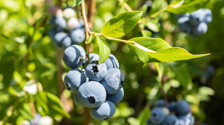 Blueberries on the plant
