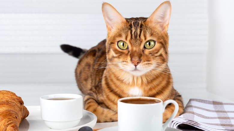 cat sitting in café environment