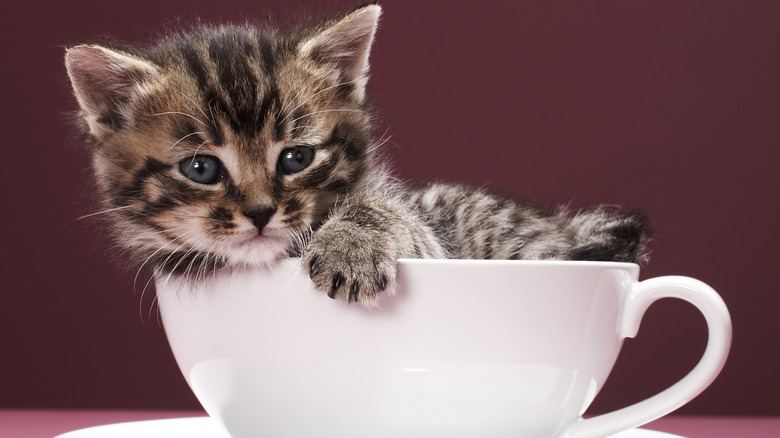 tabby kitten inside coffee cup
