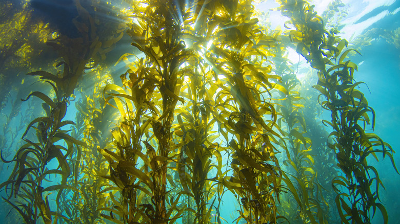Underwater photo of sunlight shining through kelp, a type of seaweed