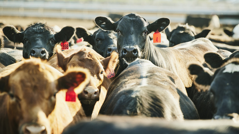 Tagged herd of cattle