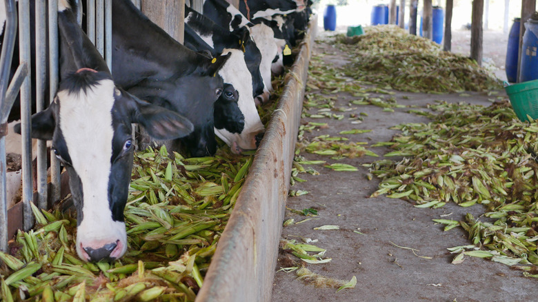 cows eating ears of corn