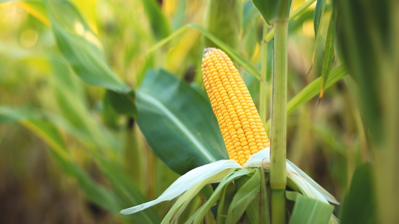 corn cob in field