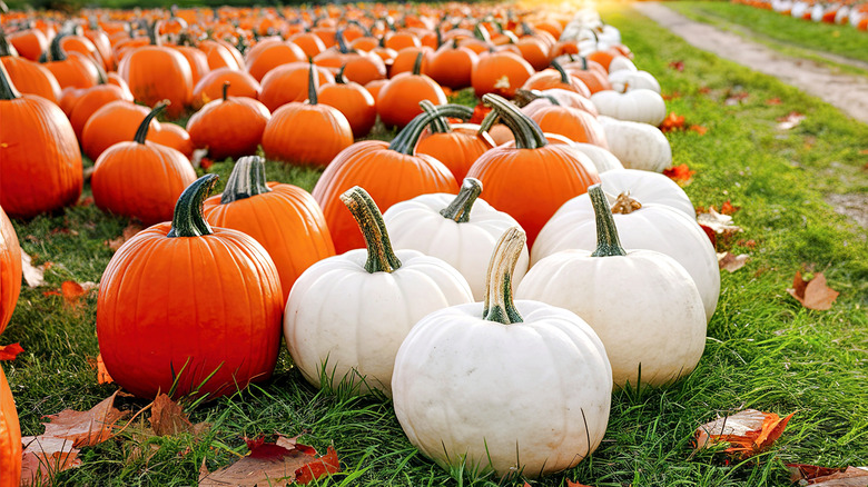 Orange and white pumpkins in field