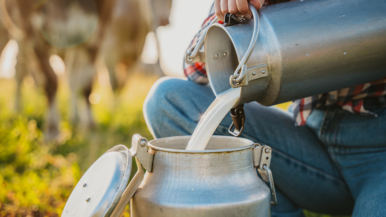 Pouring raw milk into a jug