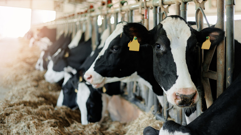 Milk cows being fed