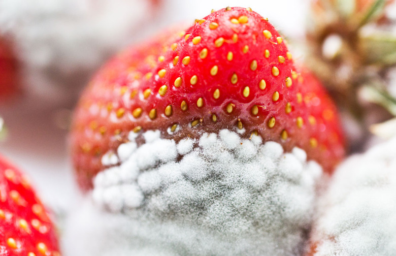 Why Does Our Government Say Rodent Hair and Insect Fragments in Your Chocolate are Okay?