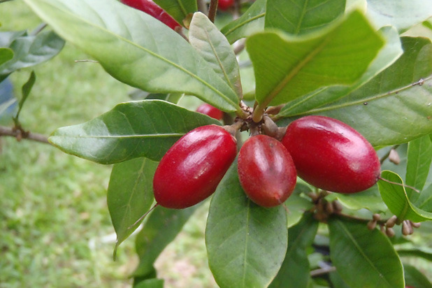 Miracle Fruit Can (Temporarily) Change Your Taste Buds