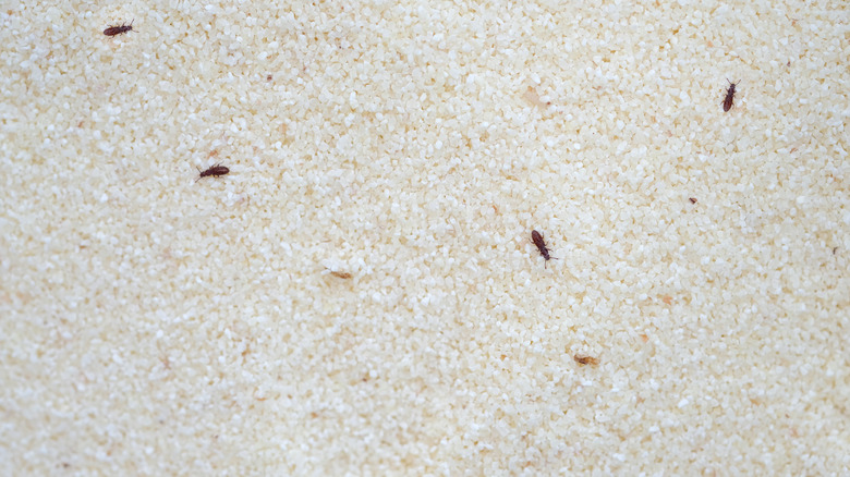 Weevils bugs in flour