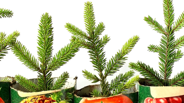 Plants in juice boxes used as planters