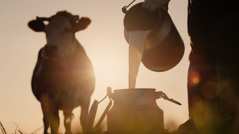 Cow and raw milk bucket