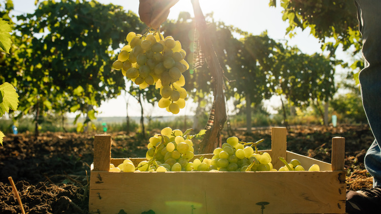 White grapes in a vineyard