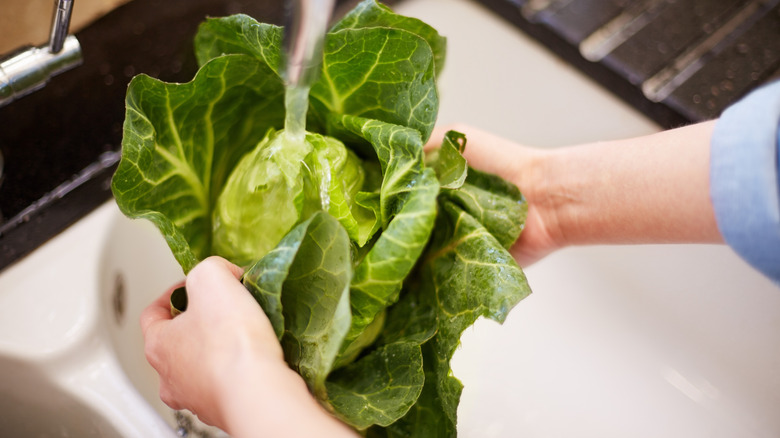 Person washing head of cabbage under running water