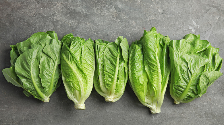 Romaine lettuce in a row