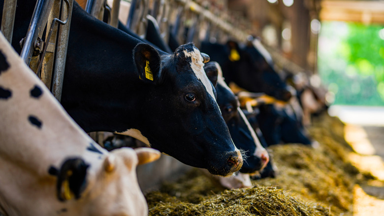 A row of black and white ows in a feeding trough.